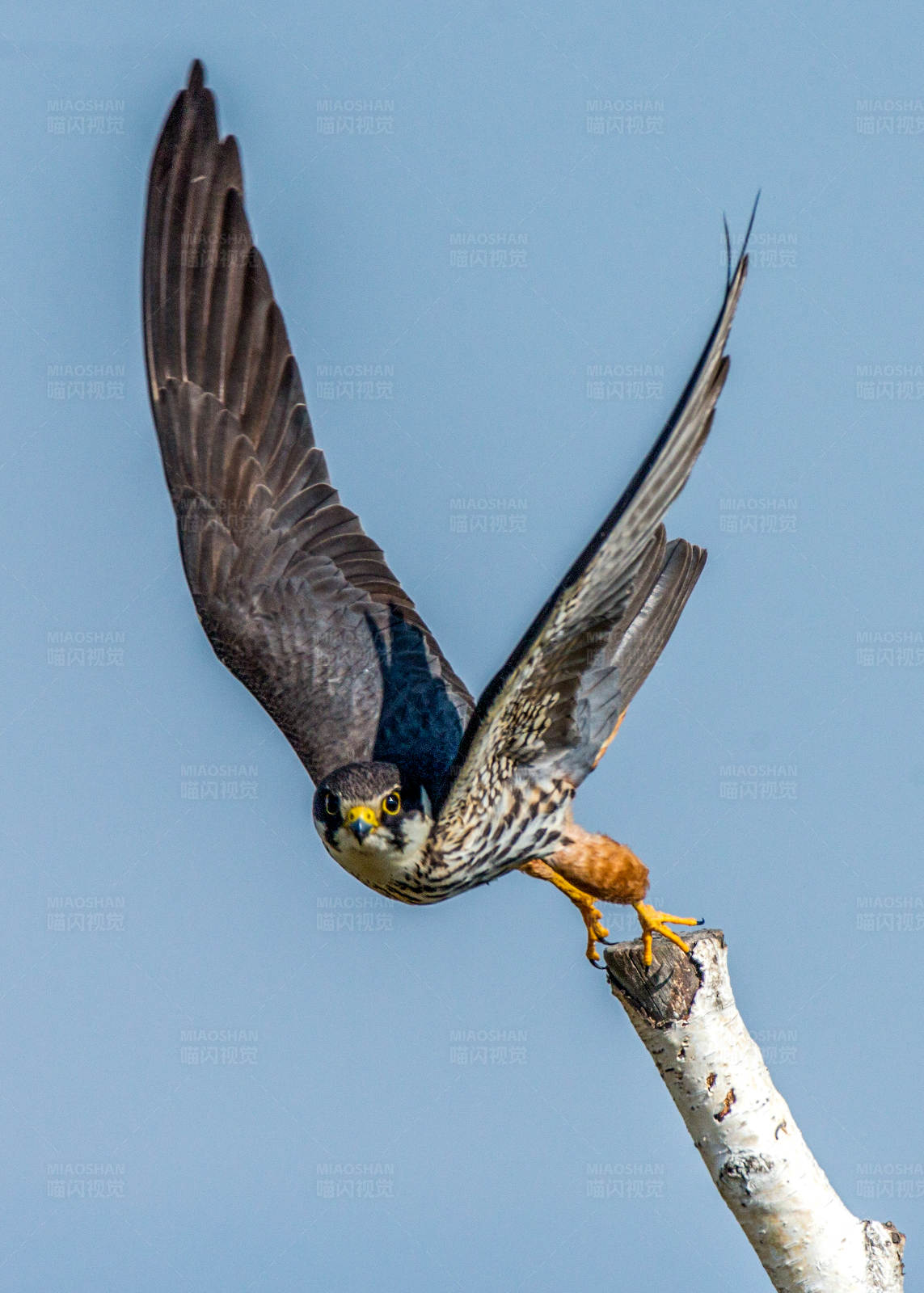 燕隼展翅 凌空而起图片