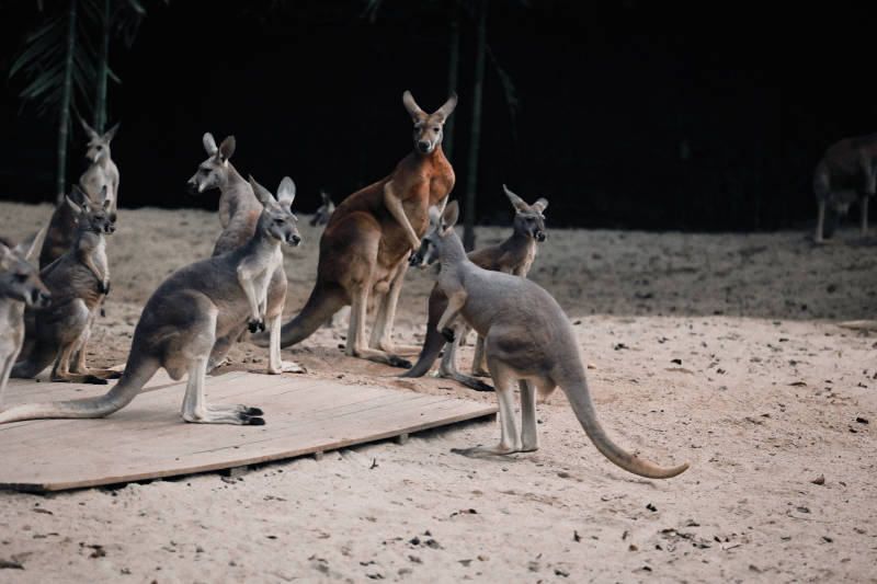袋鼠群的夜晚聚会图片