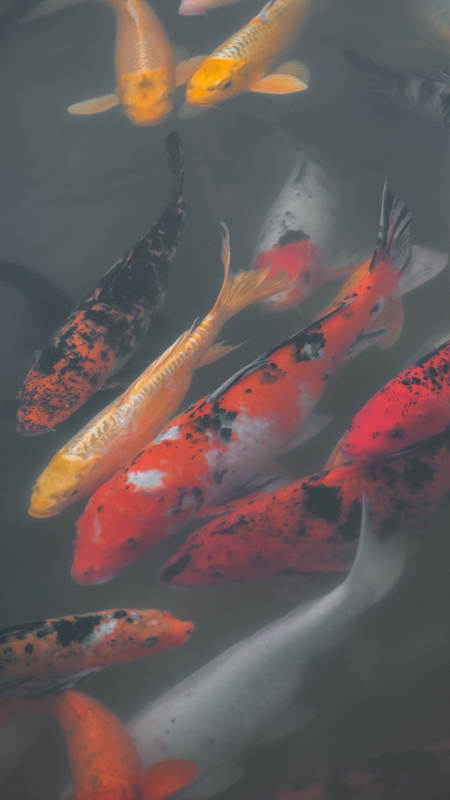 锦鲤游弋水底图图片