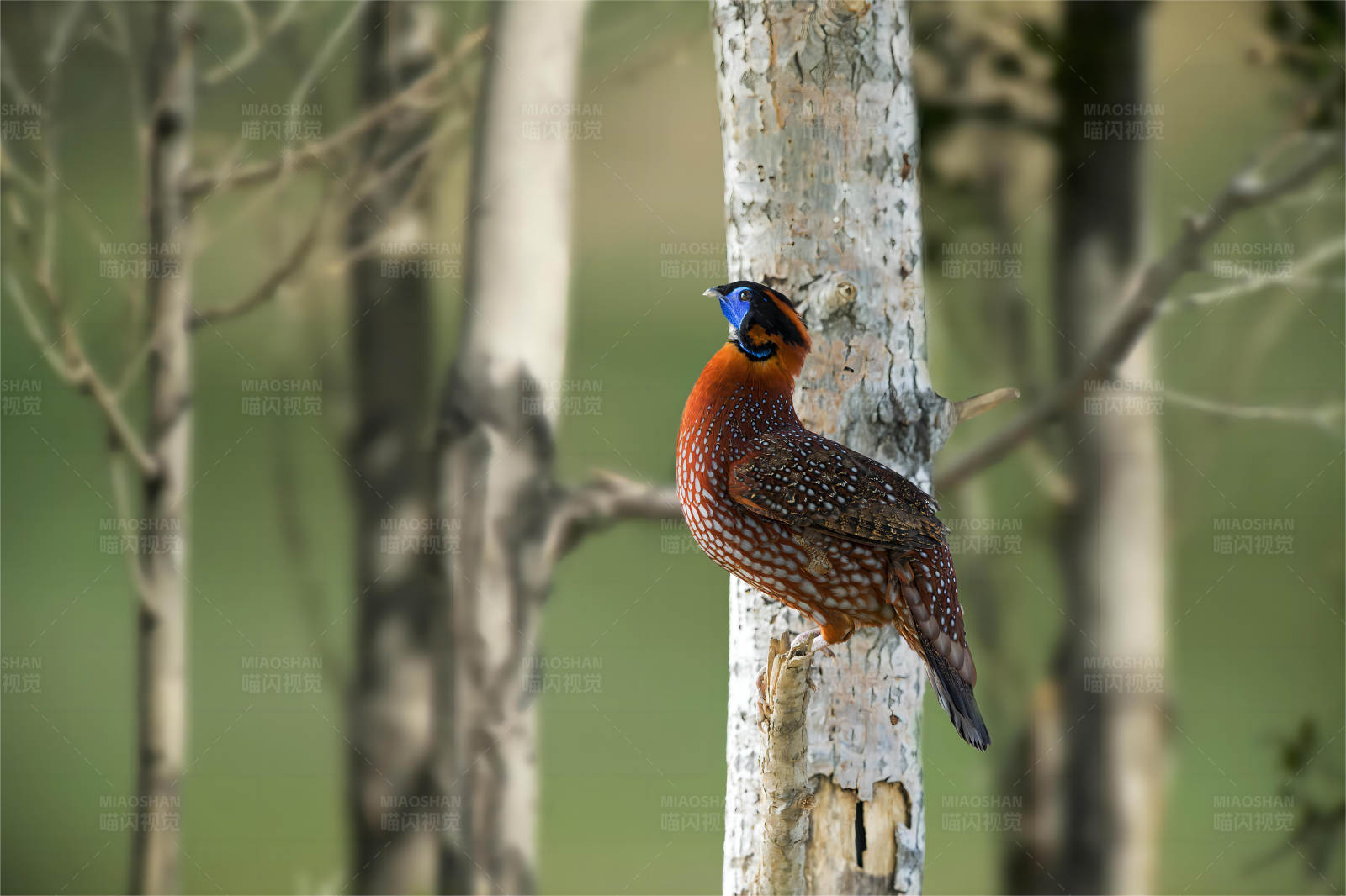 林间橙蓝鸟图片
