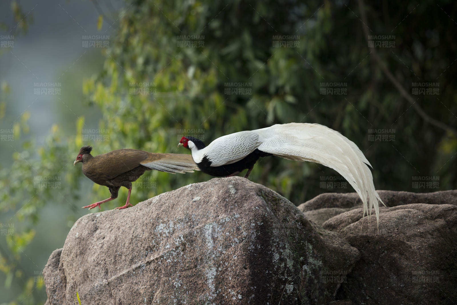 白鹇与雉鸡图片