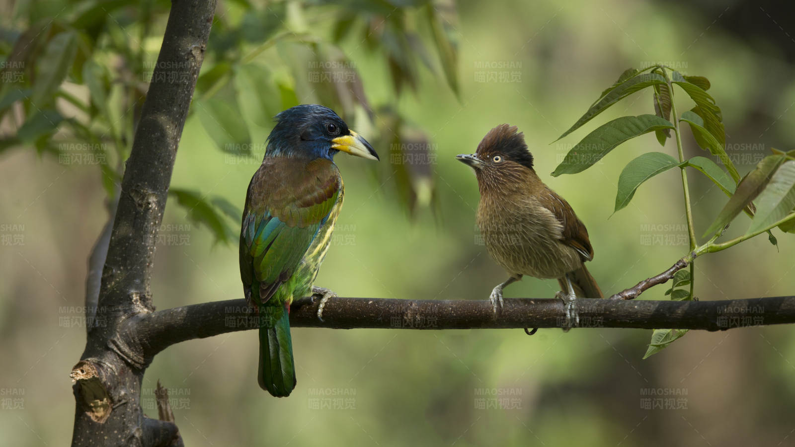 大拟啄木鸟和条纹噪鹛栖息在树枝上图片