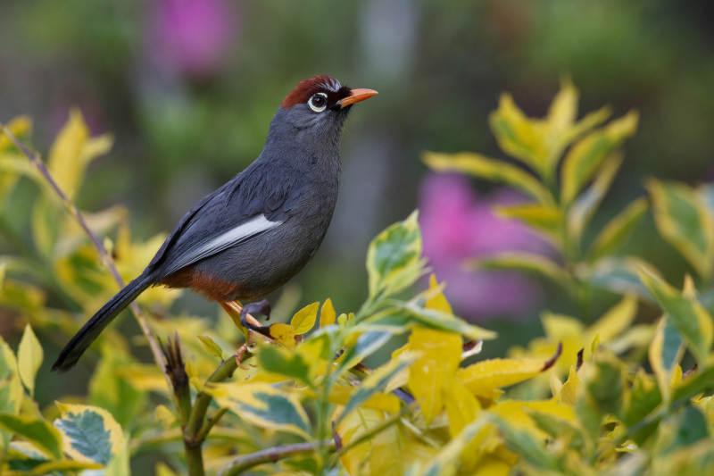 红顶鸟栖息在黄叶间图片
