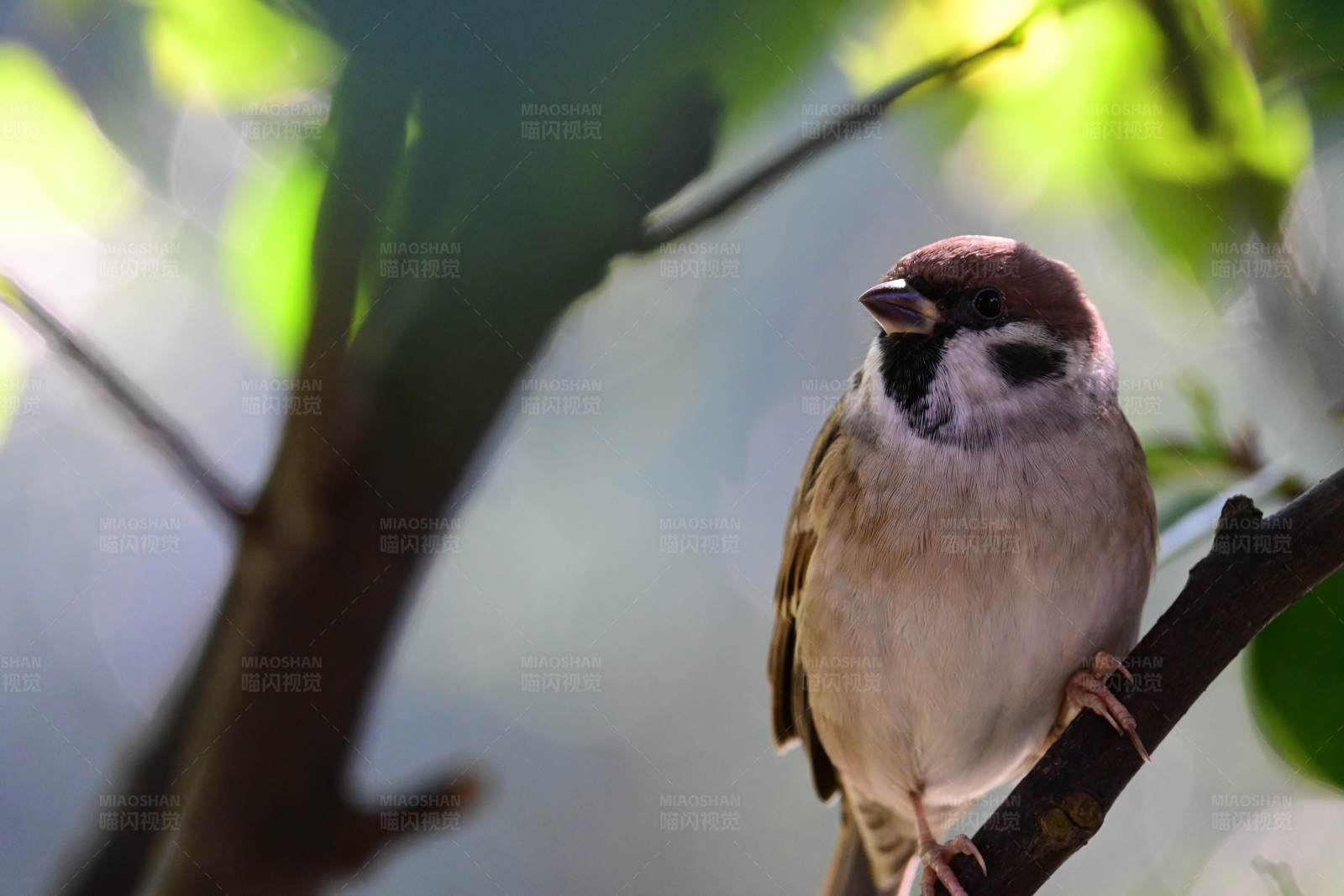 麻雀栖息在树枝上图片