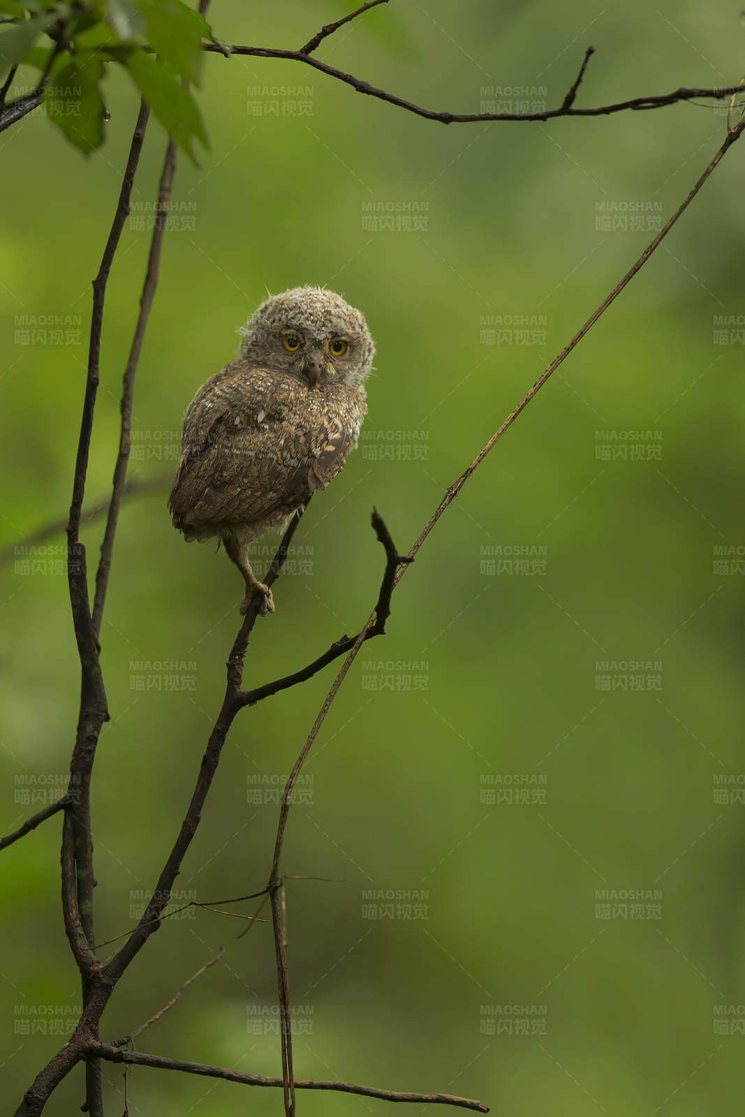 红角鸮栖息在树枝上图片