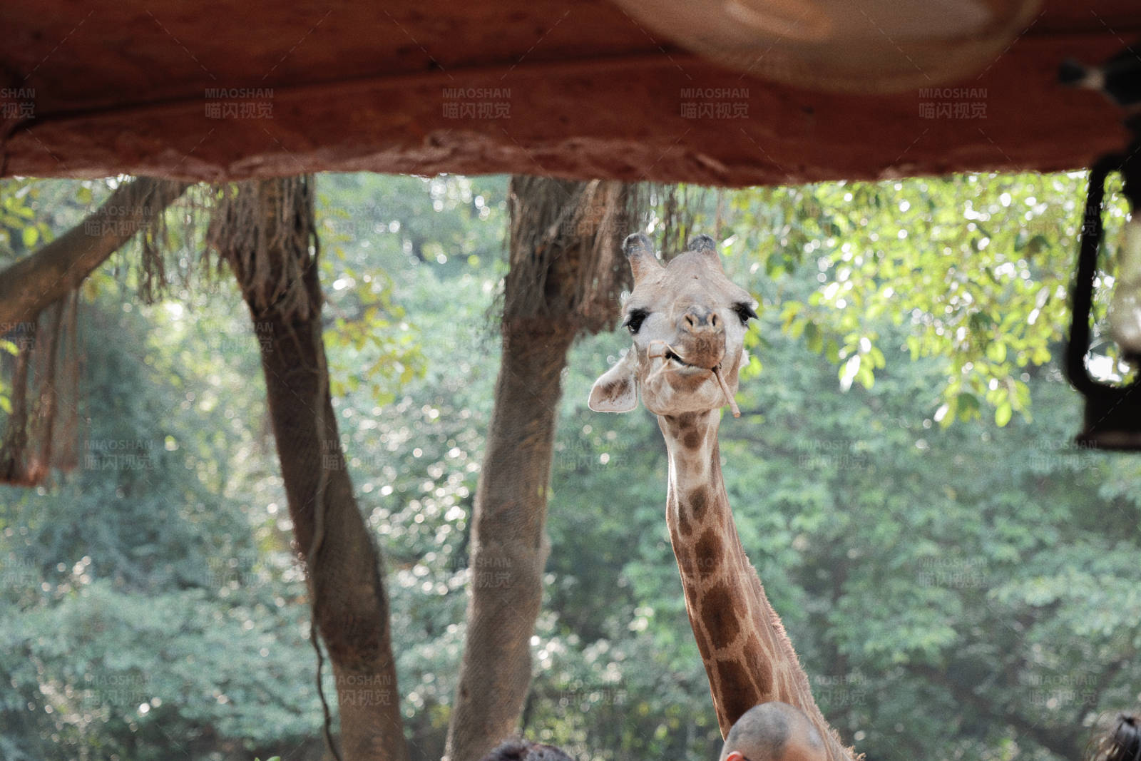 长颈鹿的微笑图片
