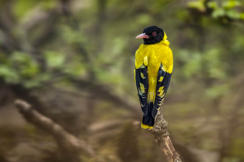 黑头黄鹂栖枝头图片