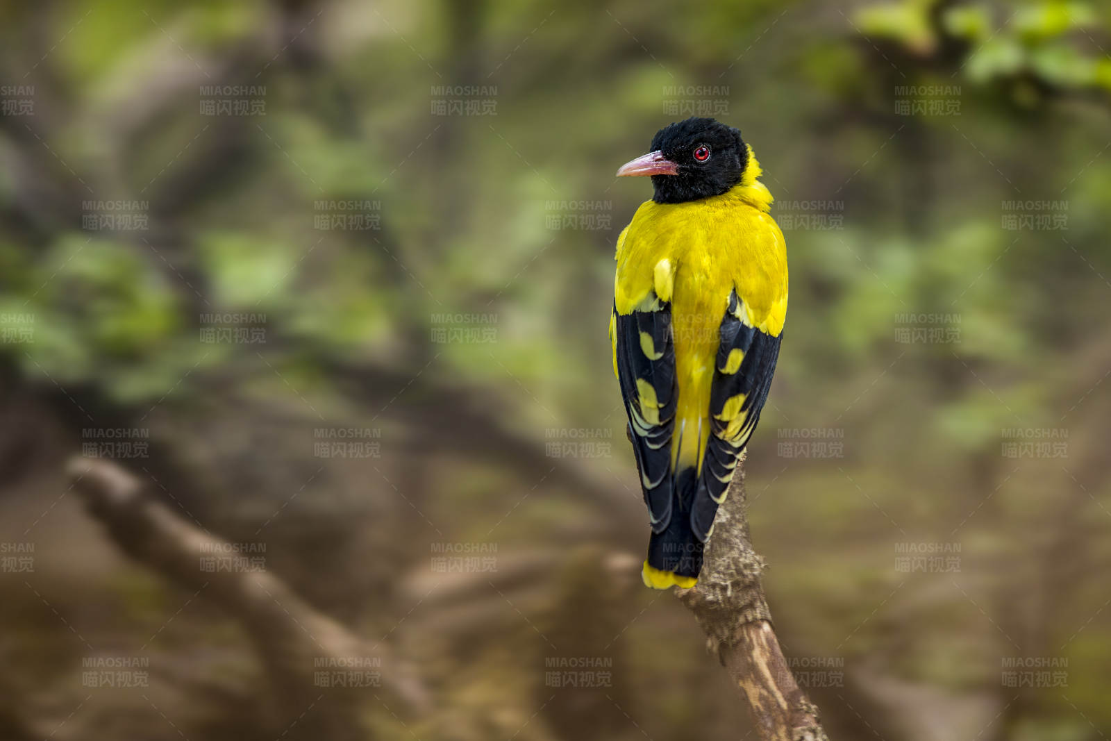 黑头黄鹂栖枝头图片