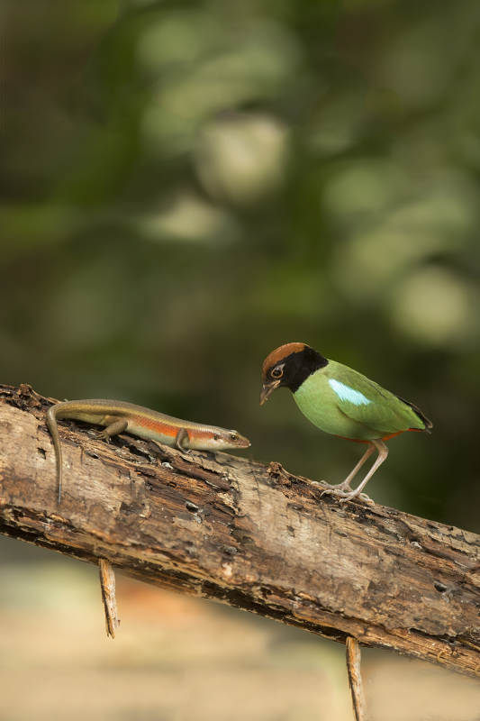 鸟与蜥蜴的对峙图片