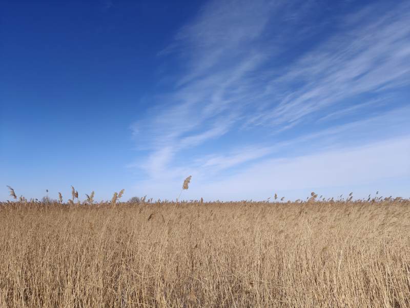 蓝天下的金色麦田图片