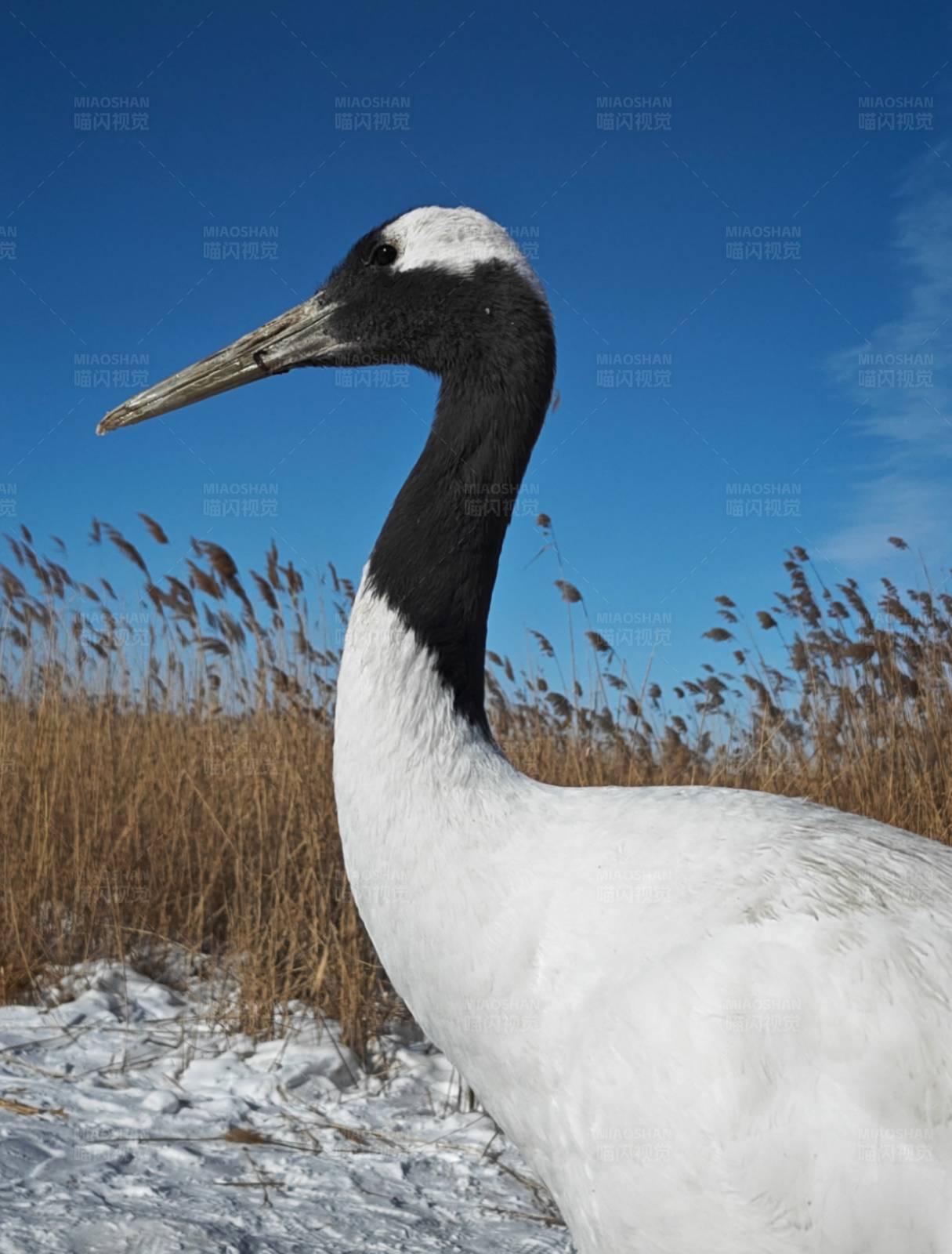 雪地中的黑颈鹤图片