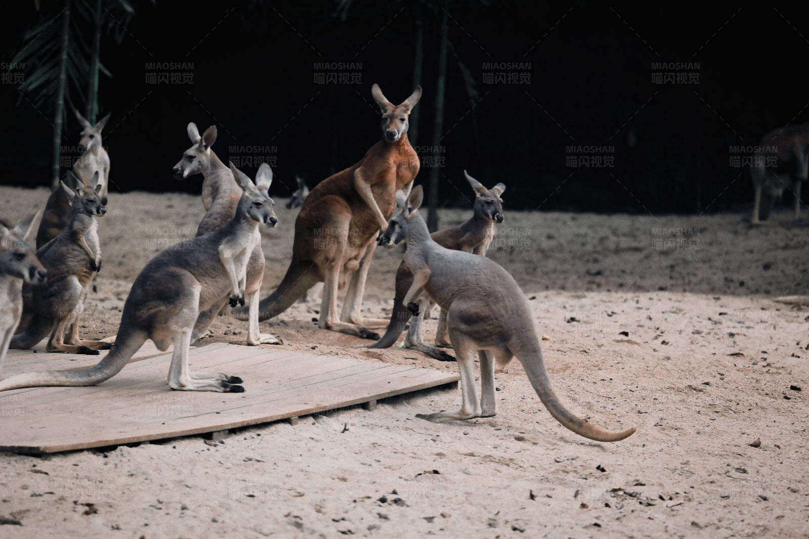 袋鼠群的夜晚聚会图片