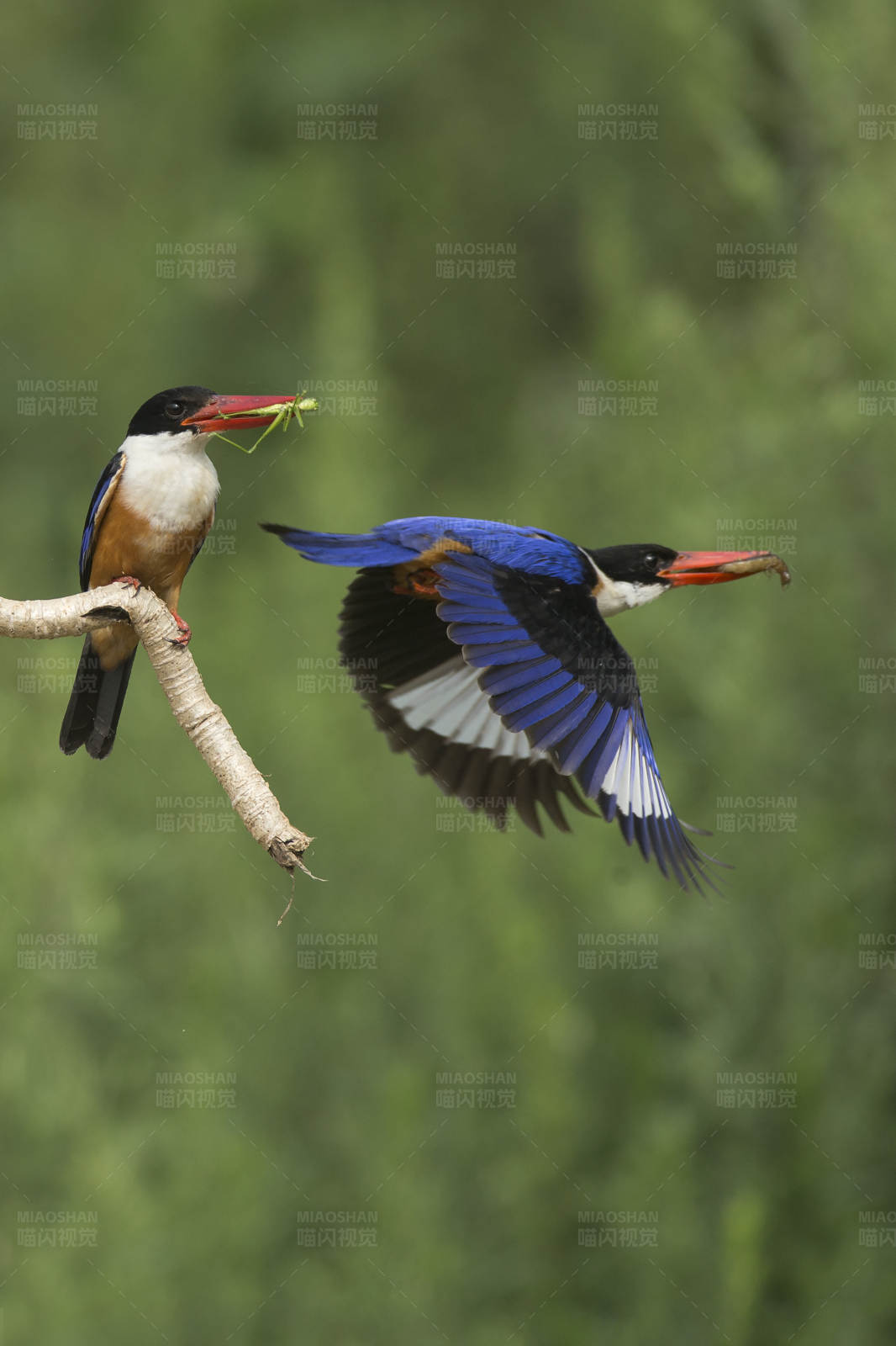 翠鸟捕食瞬间图片