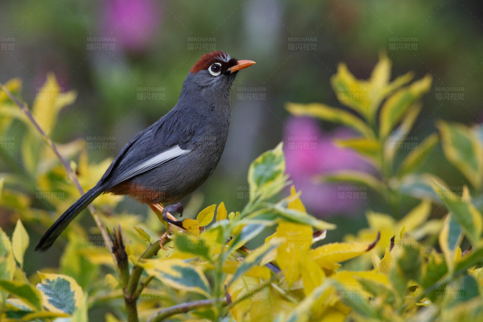 红顶鸟栖息在黄叶间图片