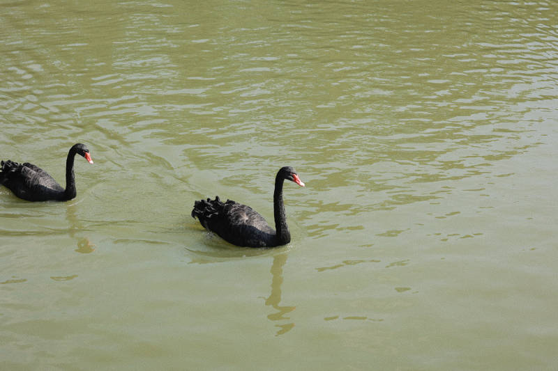 黑天鹅湖中游图片