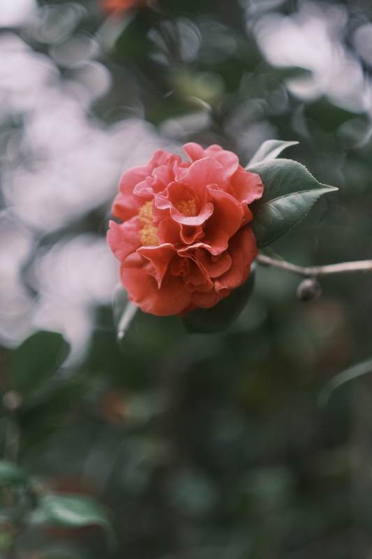 盛开的山茶花图片