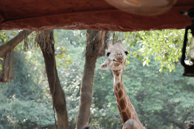 长颈鹿的微笑图片