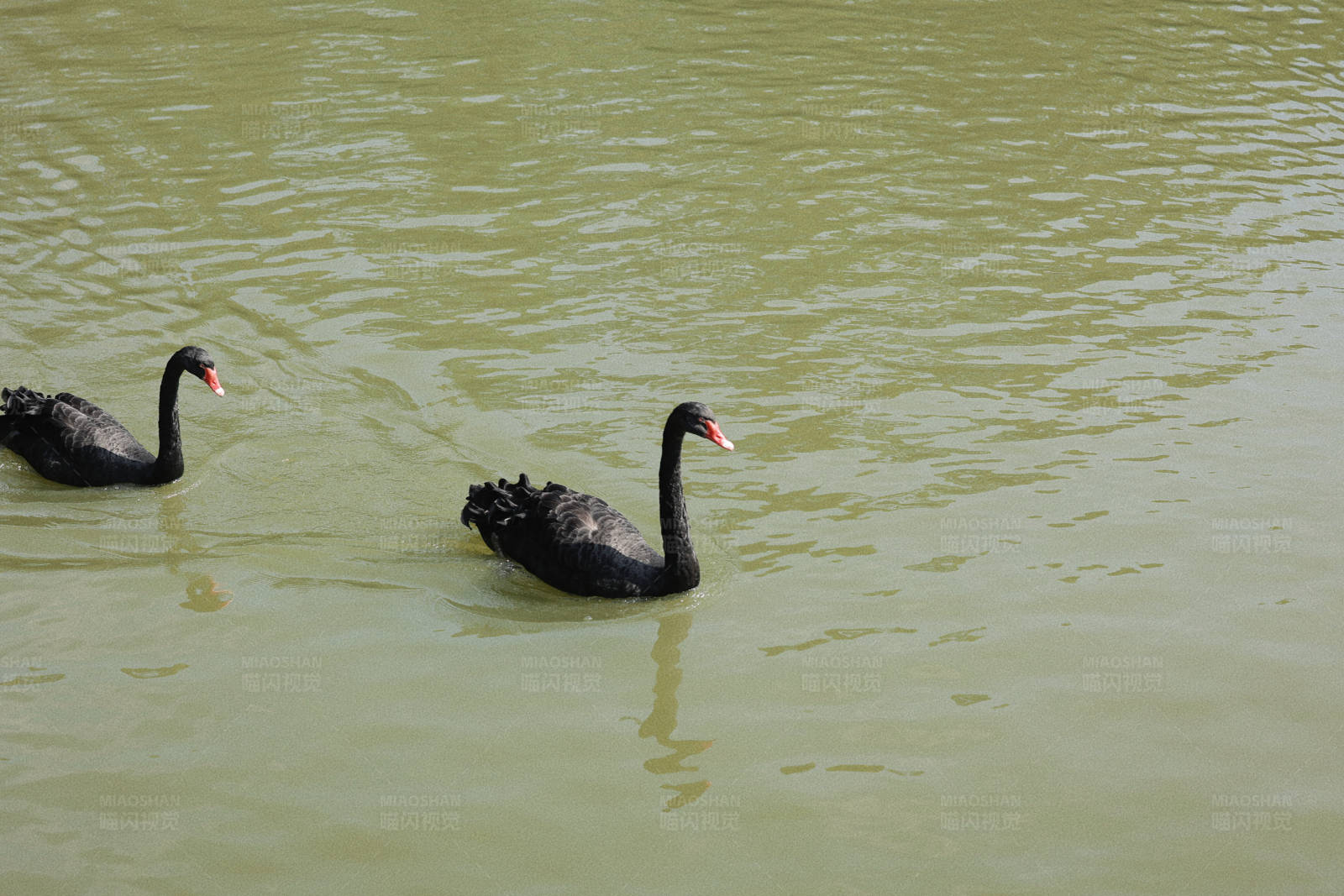 黑天鹅湖中游图片