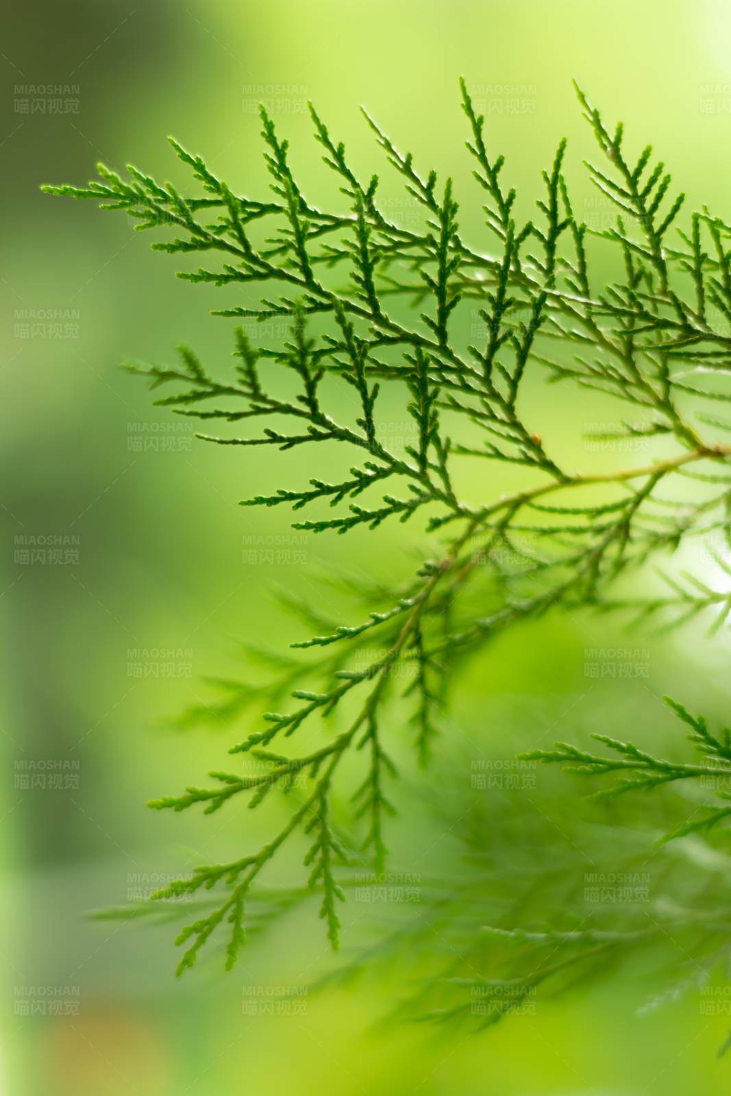 翠绿柏树叶图片