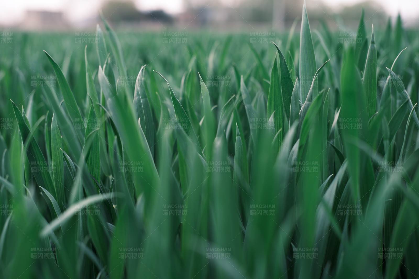 绿色麦田图片