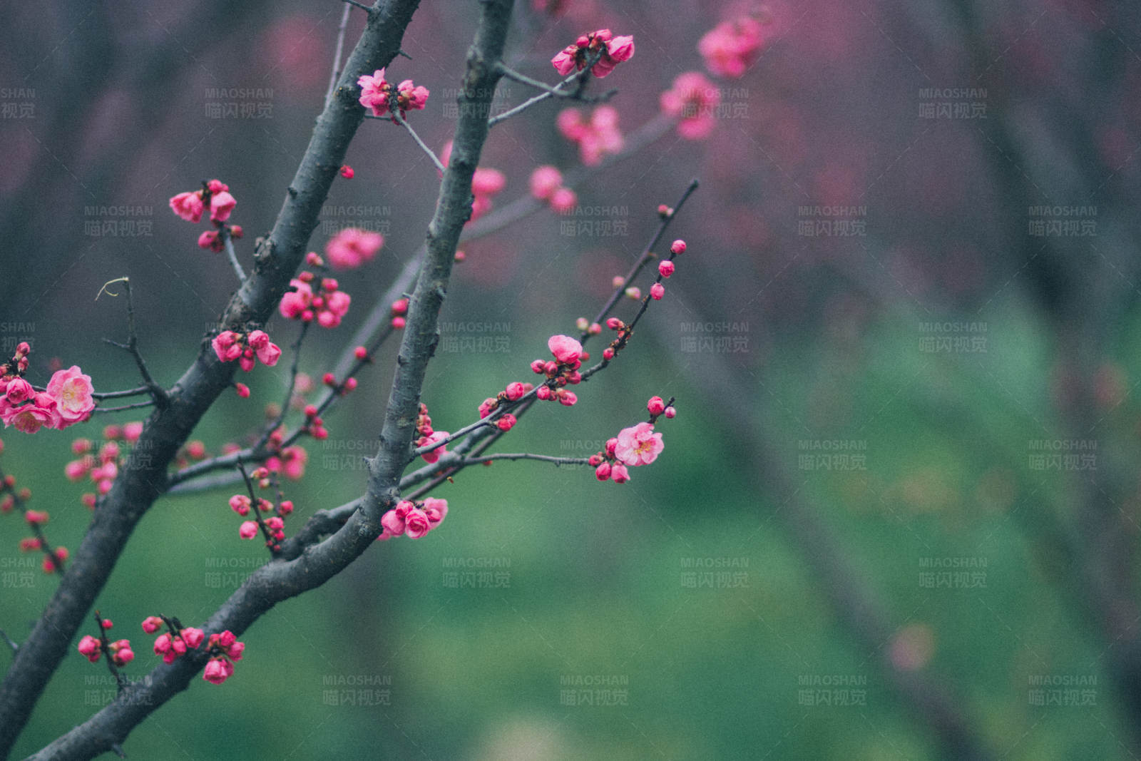 梅花绽放 春意盎然图片