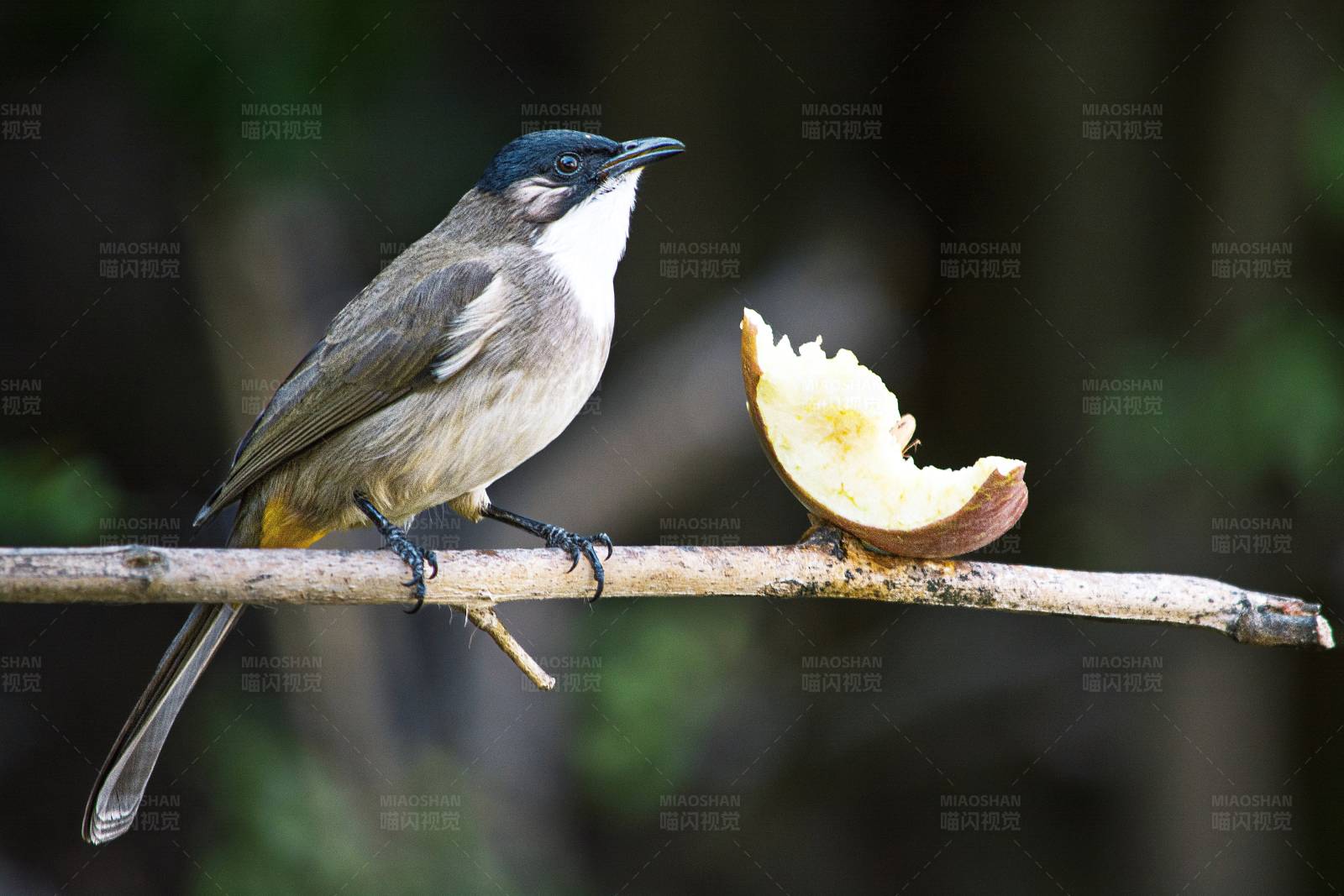 黑头鹎在枝头觅食图片