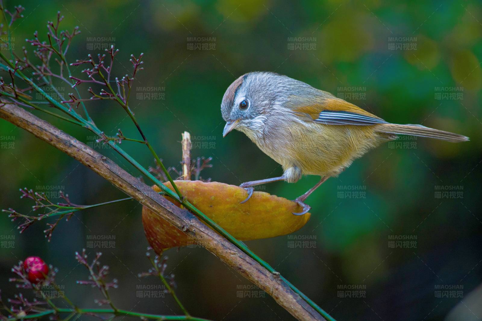棕头雀鹛觅食图片
