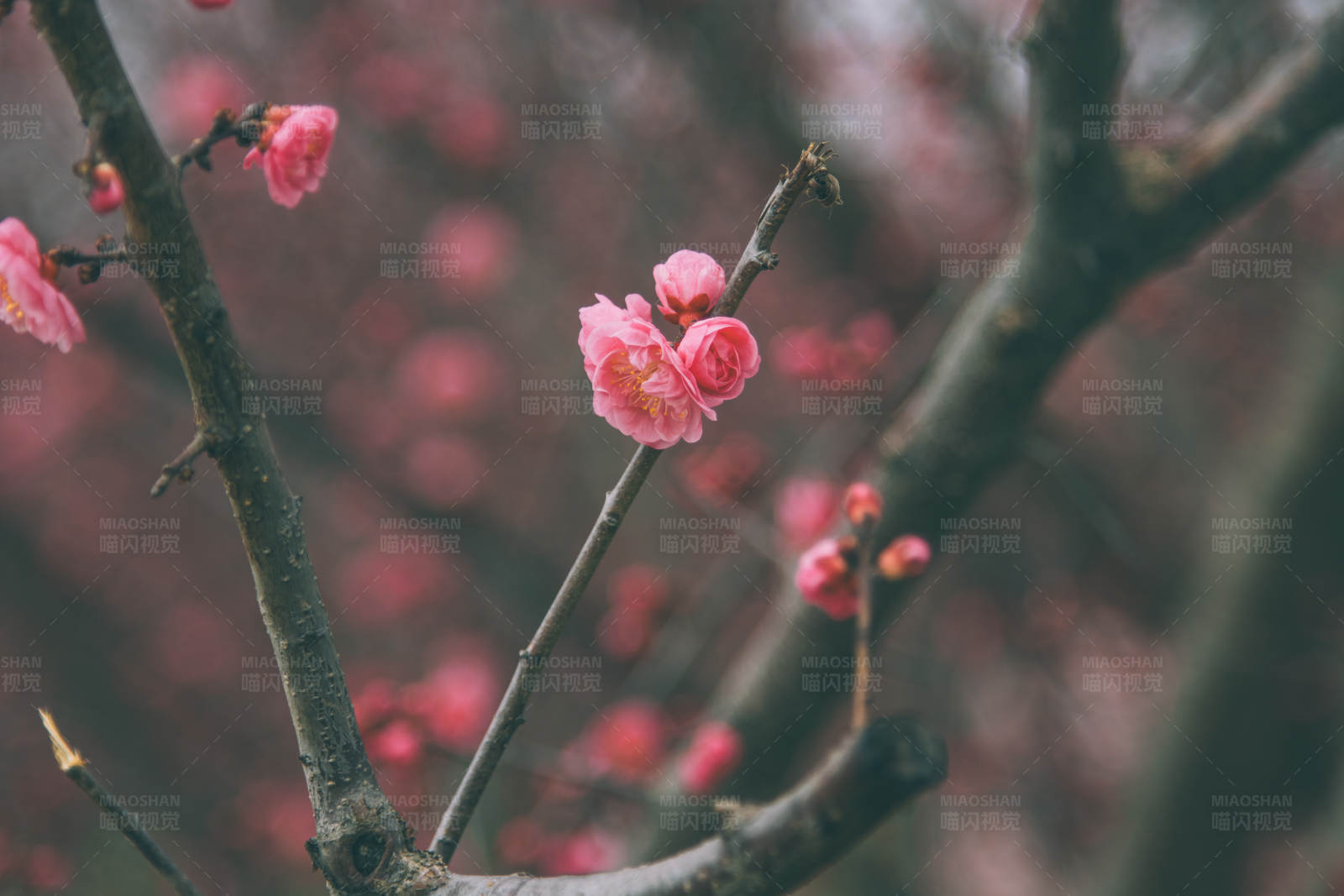 梅花盛开的春天图片