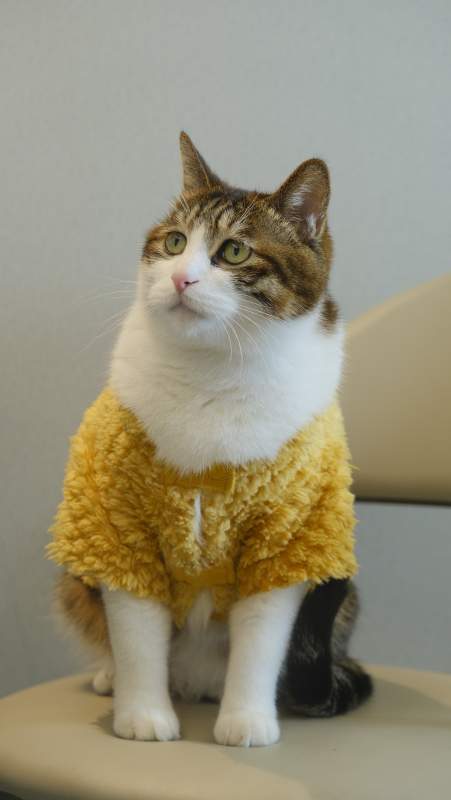 穿黄衣的猫咪图片