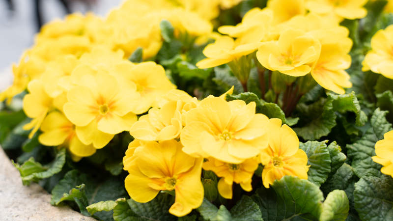 黄色花朵绽放图片