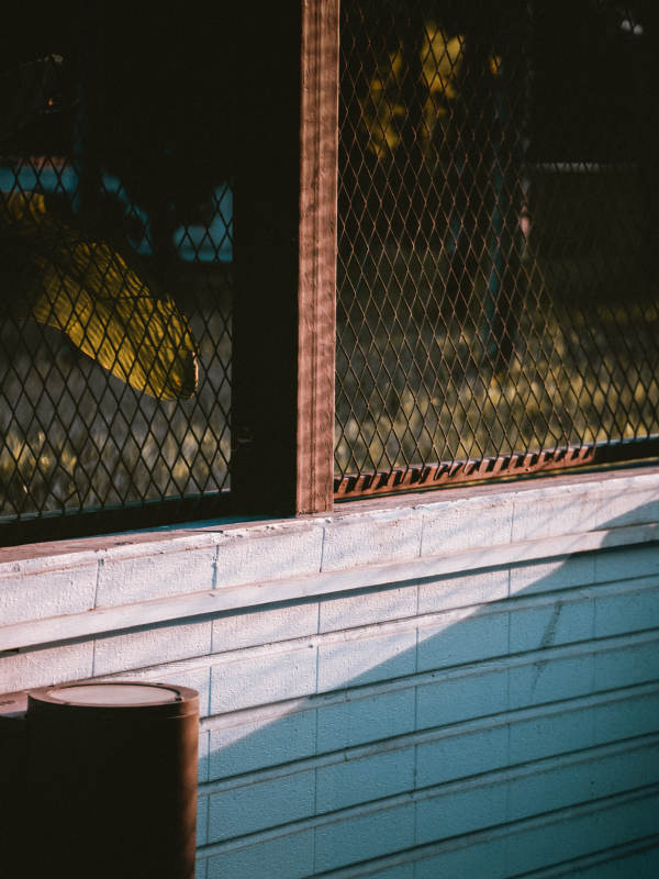 窗影与黄叶图片