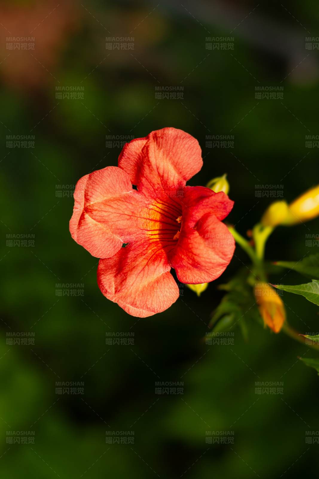 凌霄花特写图片