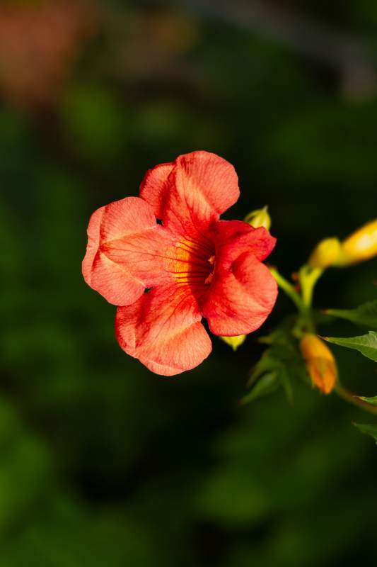 凌霄花特写图片