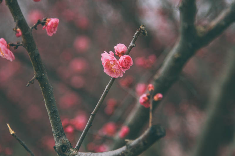 梅花盛开的春天图片