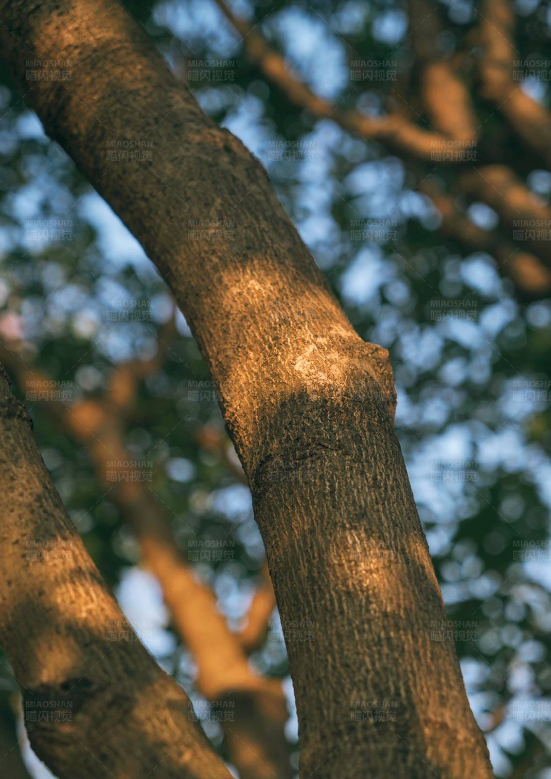 树干沐浴在阳光下图片