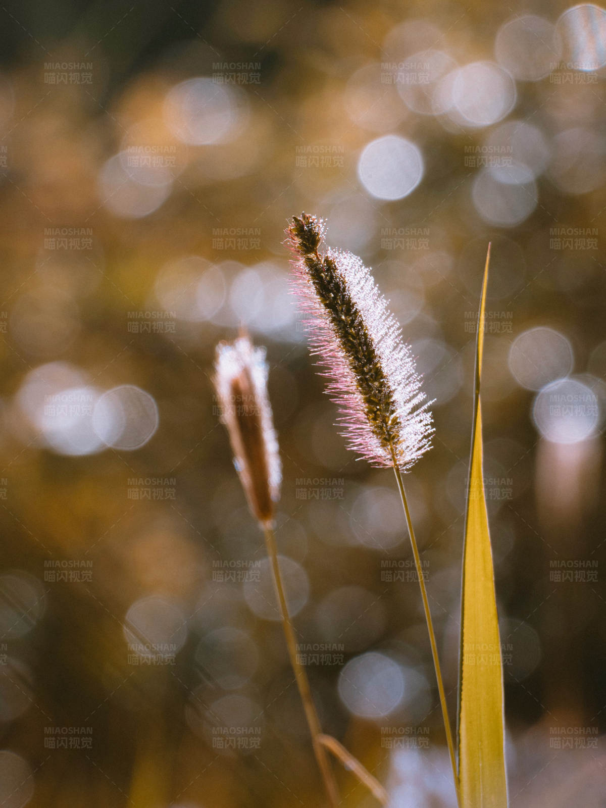 秋日芦苇 光影交错图片