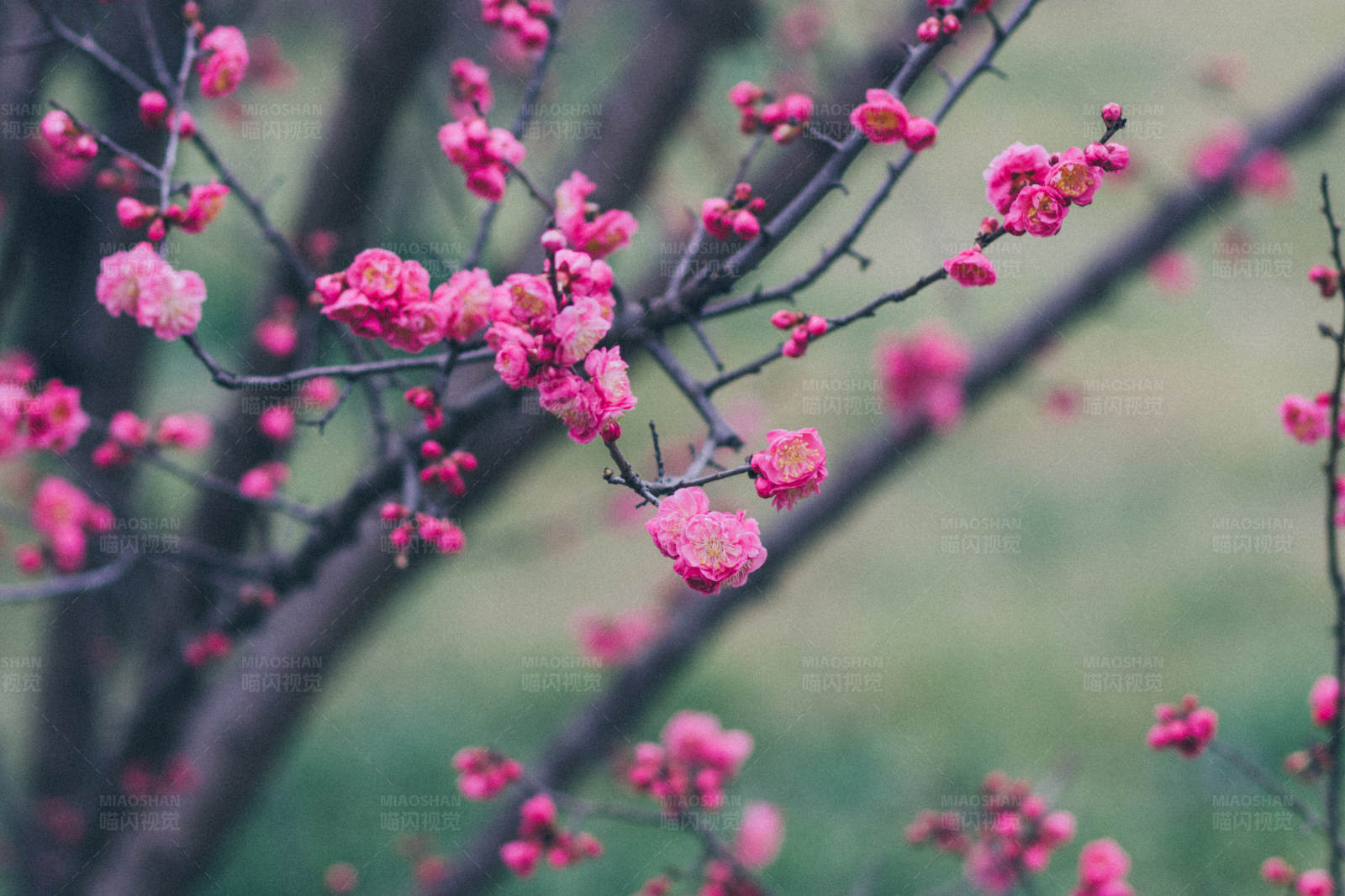 粉色梅花绽放图片