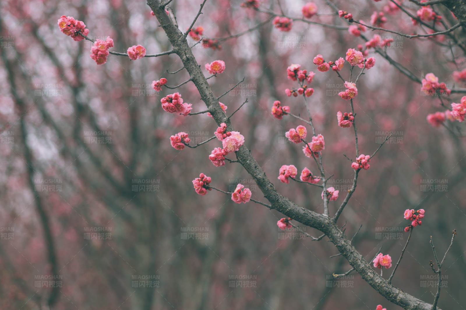 冬日梅花绽放图片