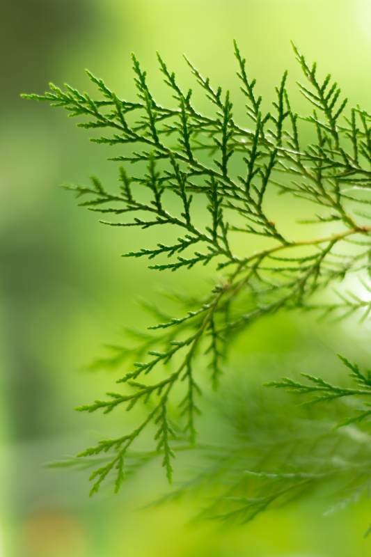 翠绿柏树叶图片