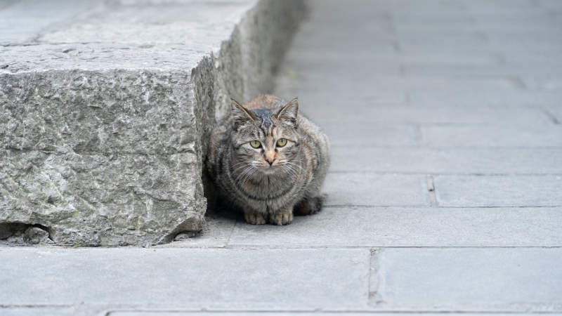 石阶旁的警觉猫咪图片