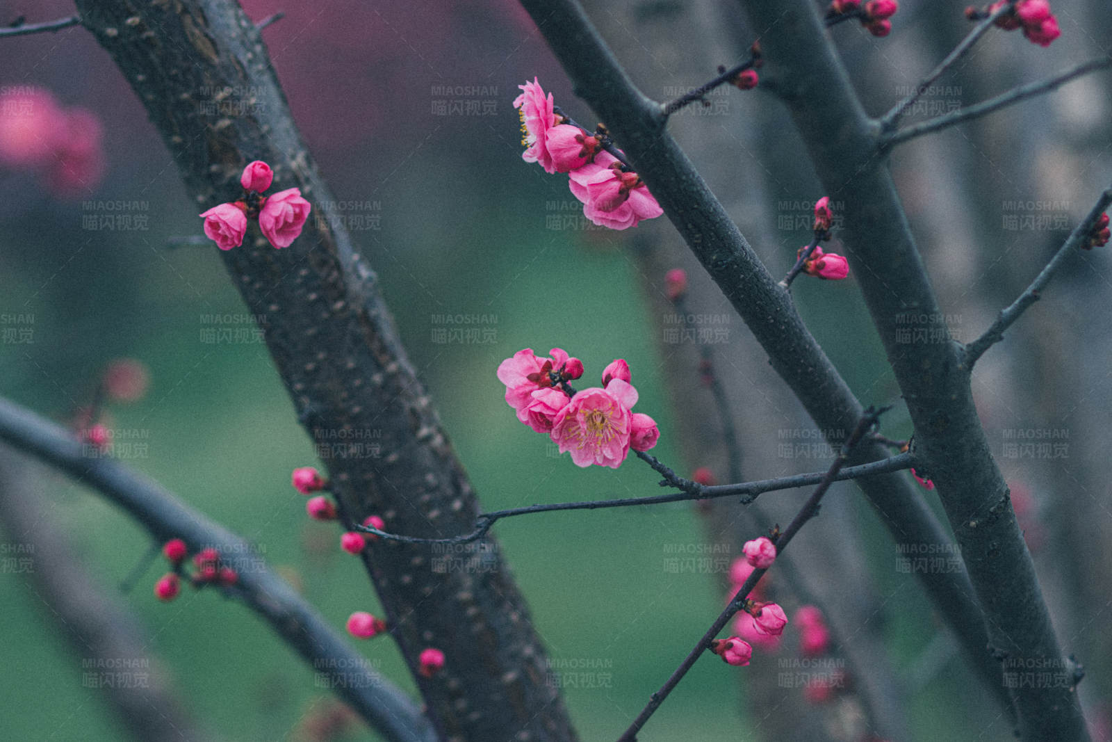 梅花绽放 春意盎然图片