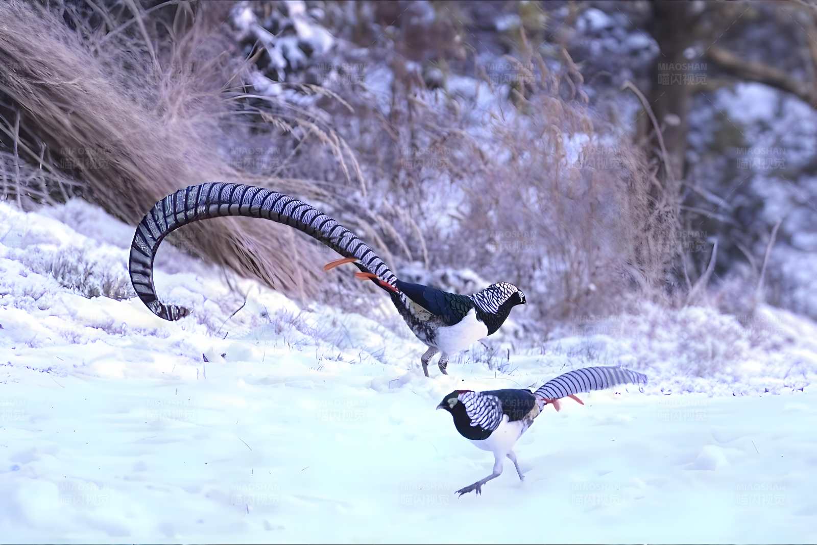 雪地中的华丽对舞图片