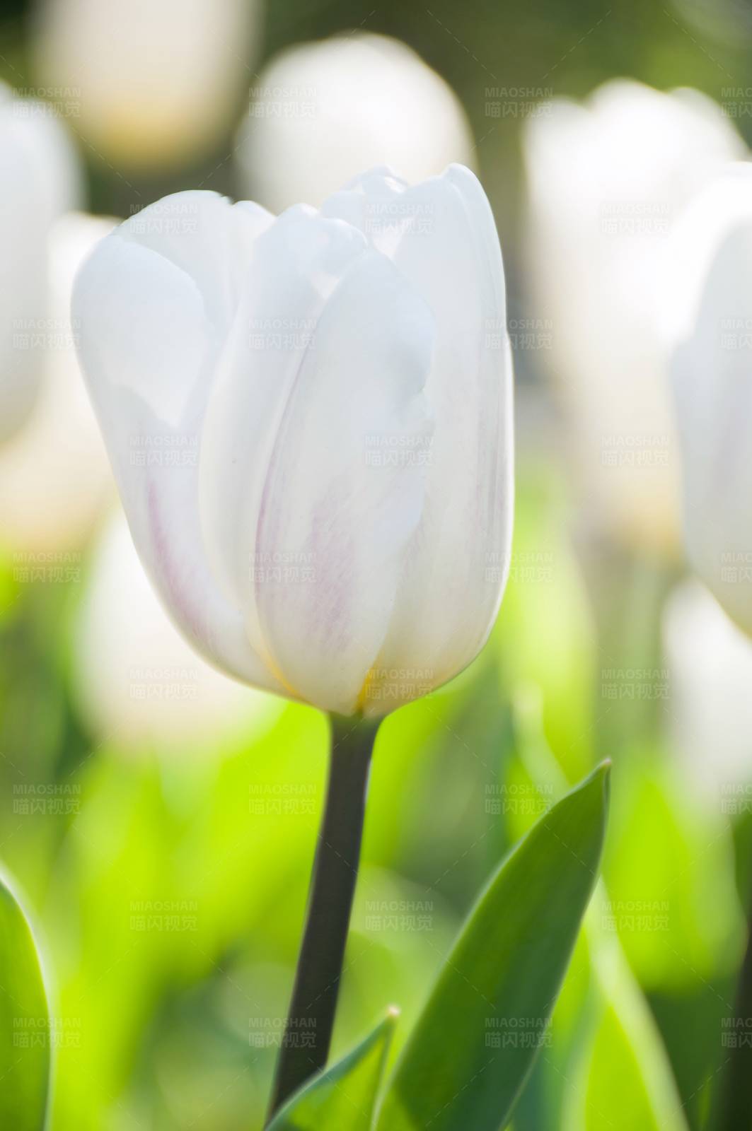 白色郁金香的优雅姿态图片