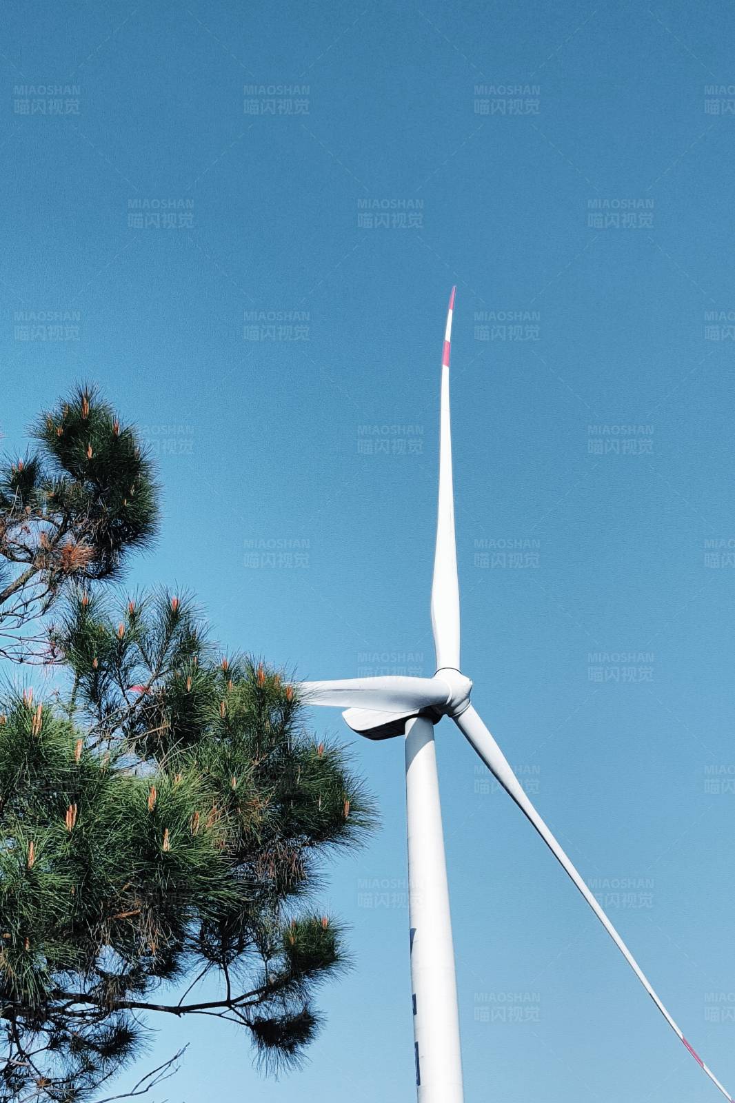 风车与松树图片