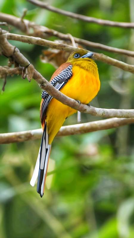 橙胸咬鹃 热带雨林的美丽图片