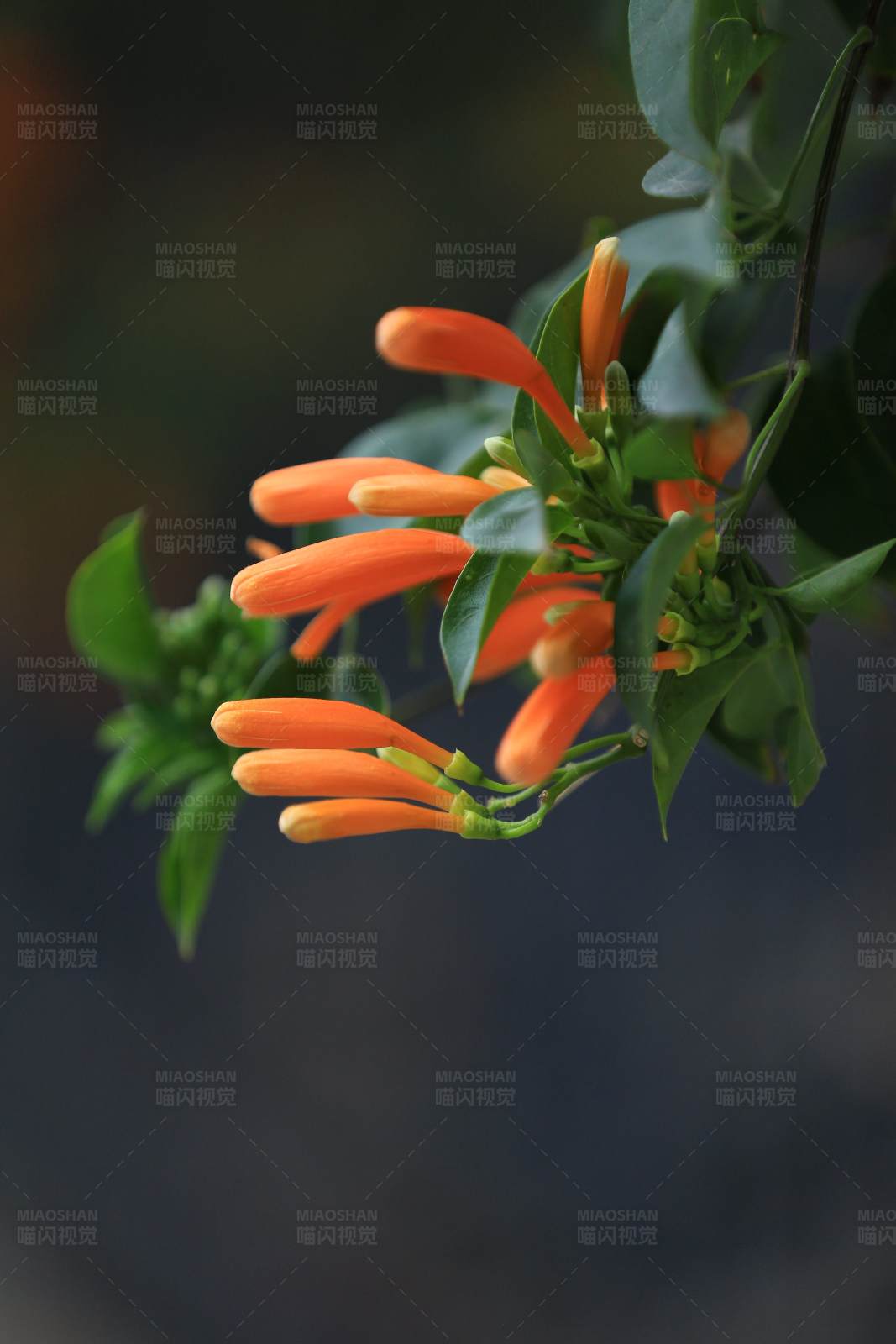 橙色炮仗花图片