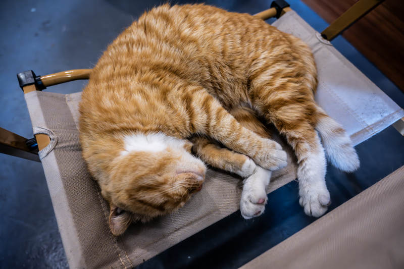 熟睡的橘白猫图片