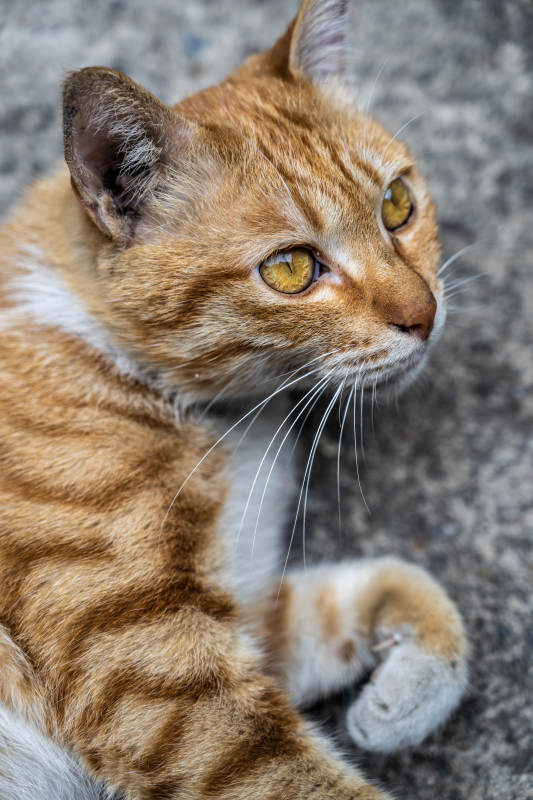 橙白相间的猫咪特写图片