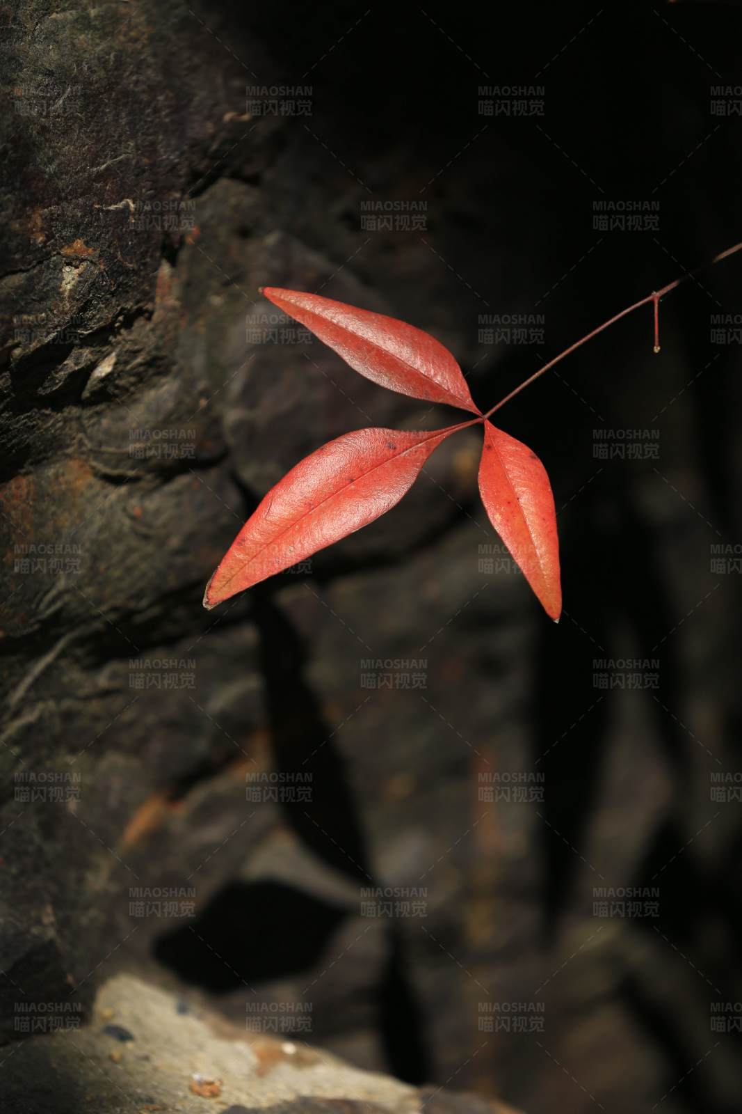 红叶与岩石的对比图片