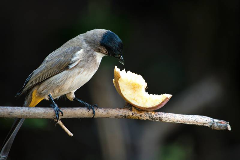 黑头鹎在枝头吃苹果图片